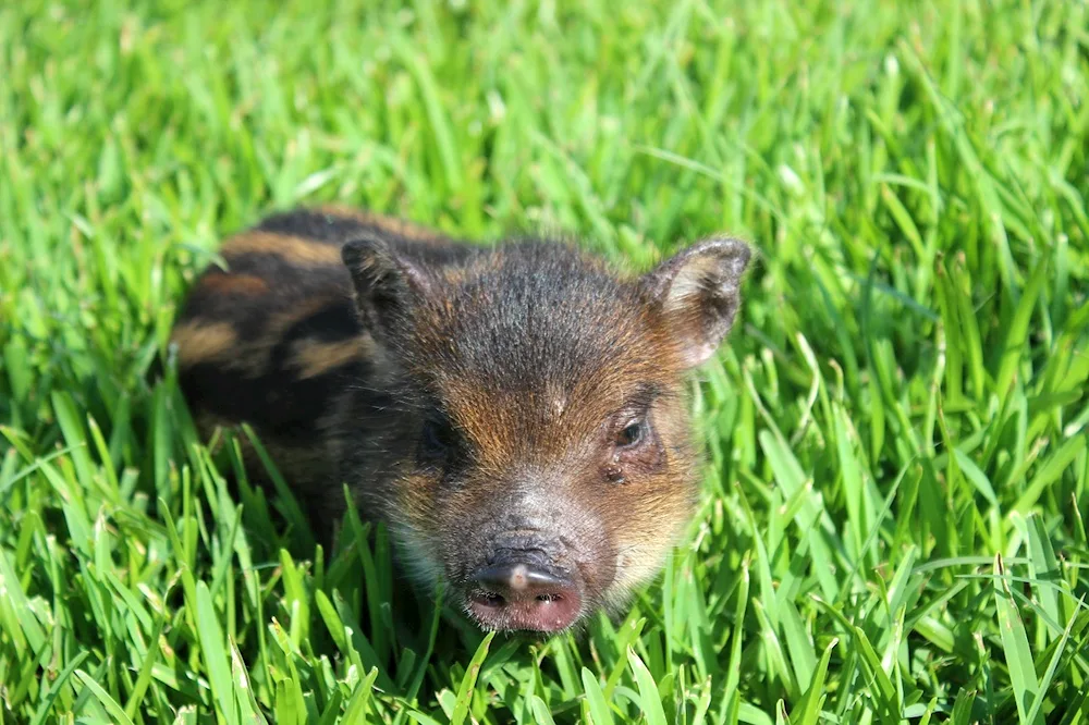 Little wild boar