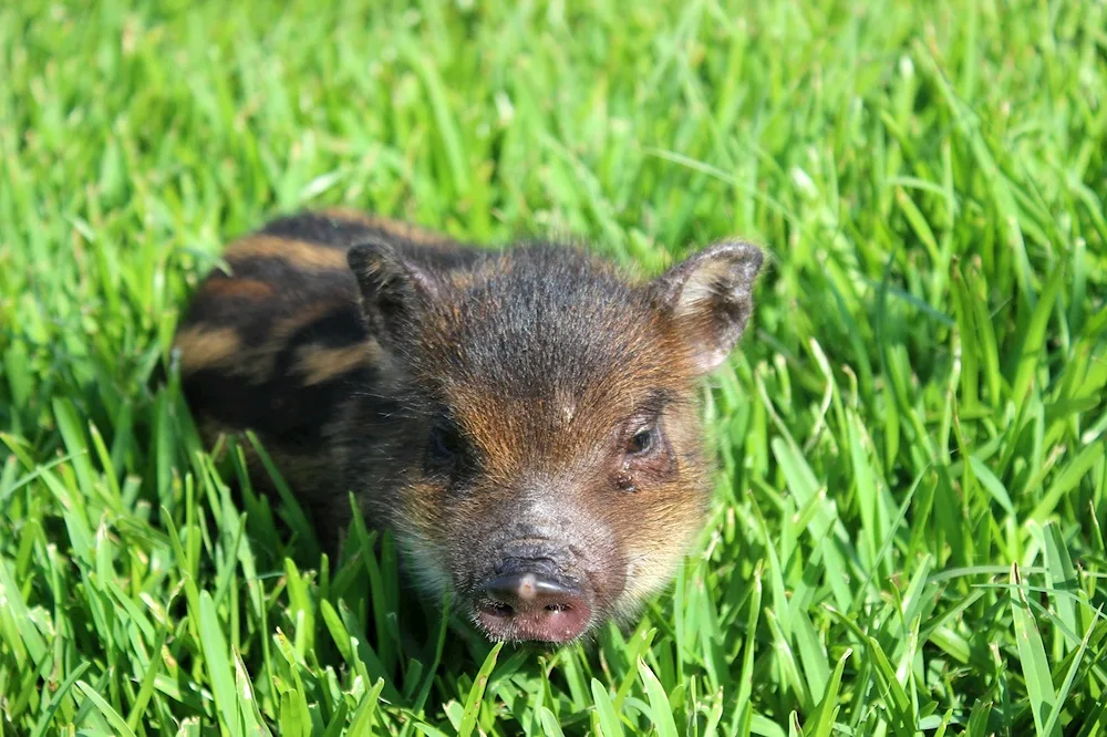 Wild boars in the wild