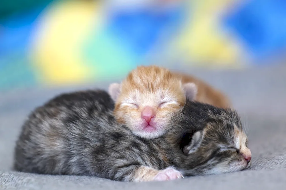 Newborn kittens