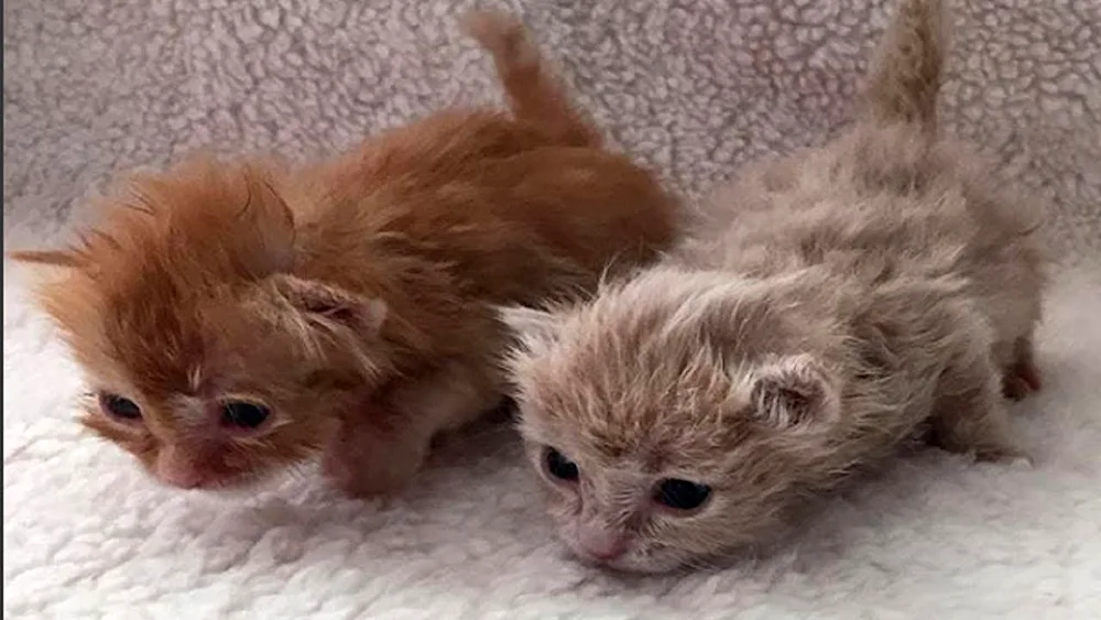 newborn puppies