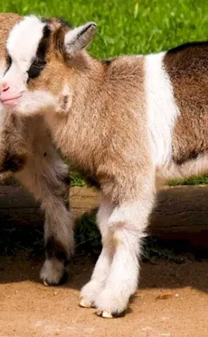 Little goat