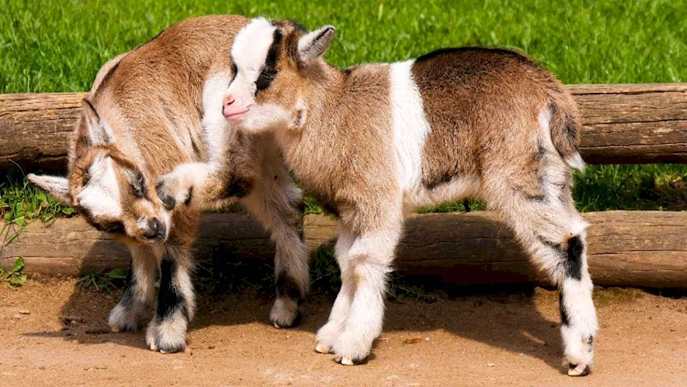 Little goat