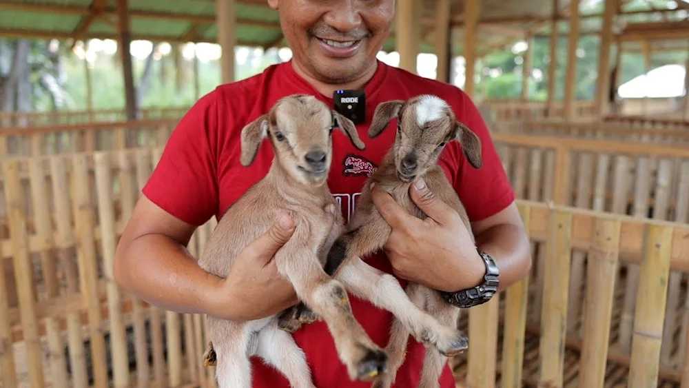 Zaanenese goats