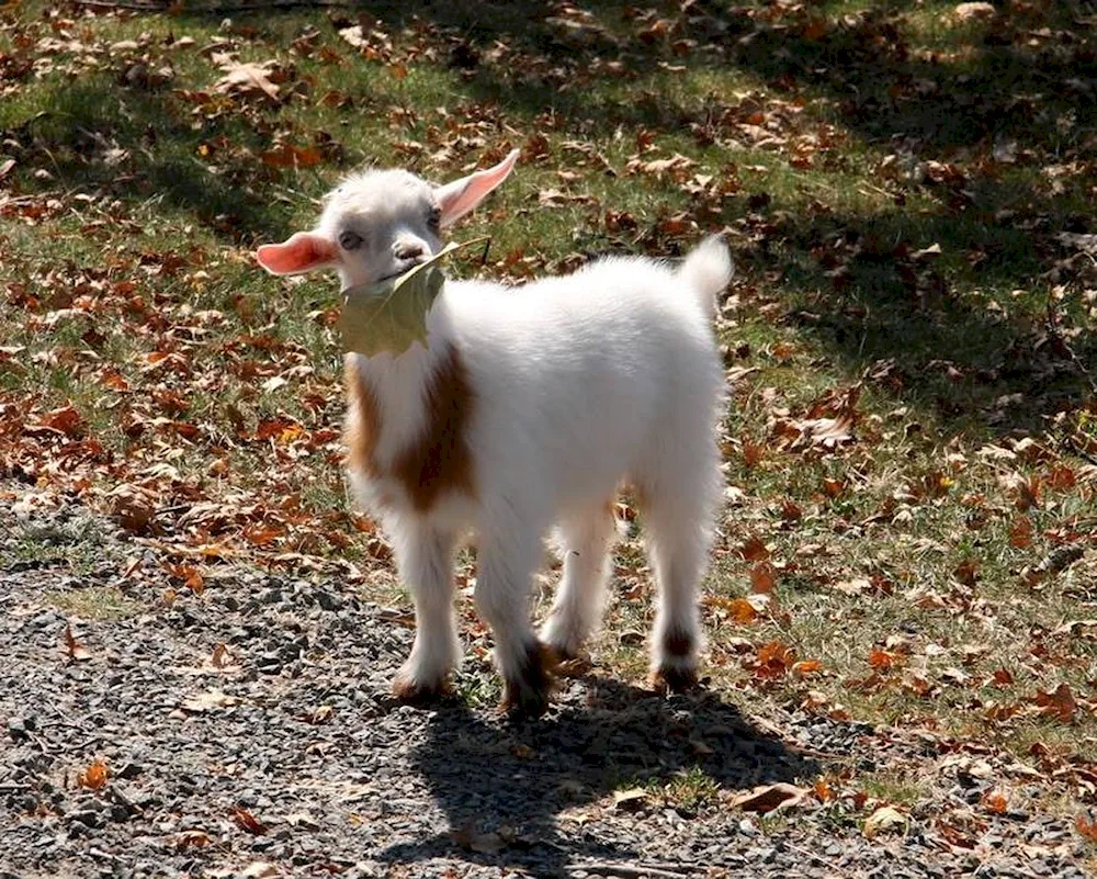 Cameroon black goats