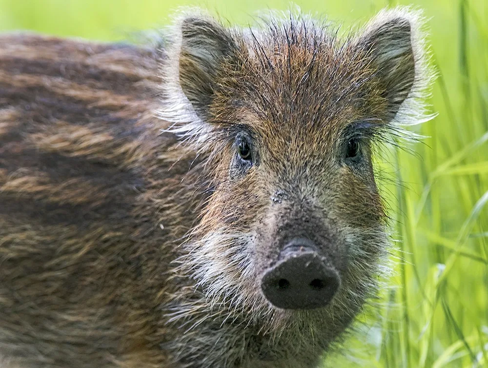 Wild boar and wild boar