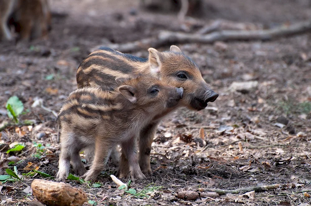 Little wild boar