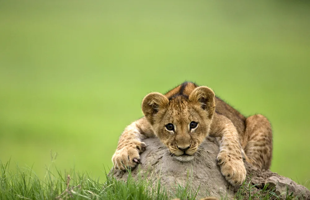 Lion cub