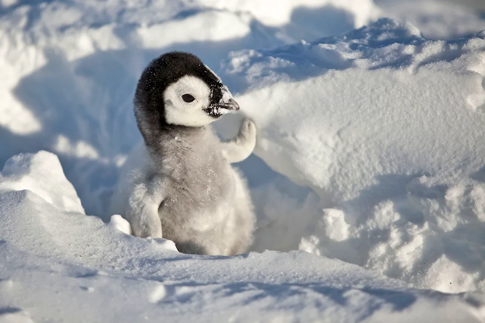 Little Penguin