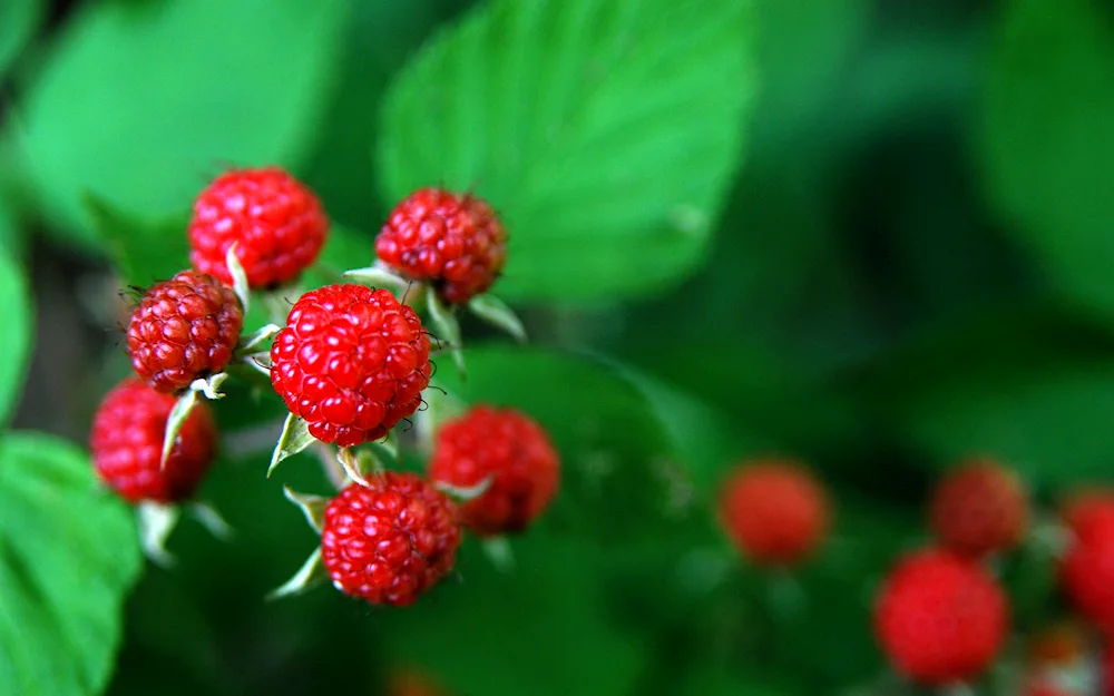 Malina blackberryMoroshka