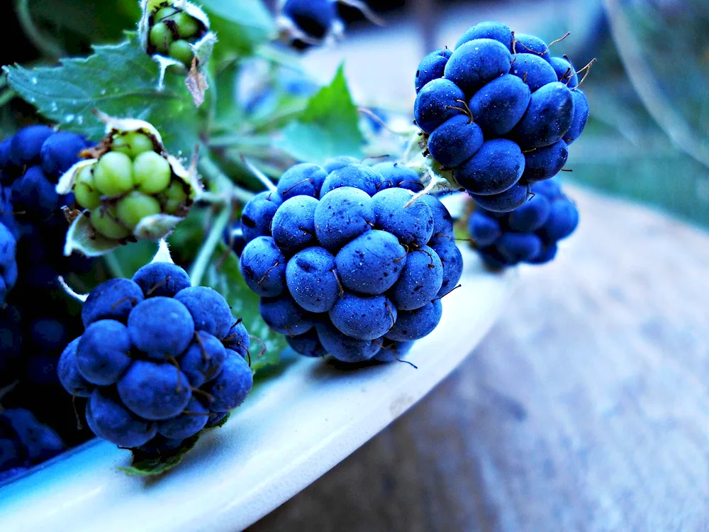 Blue berries