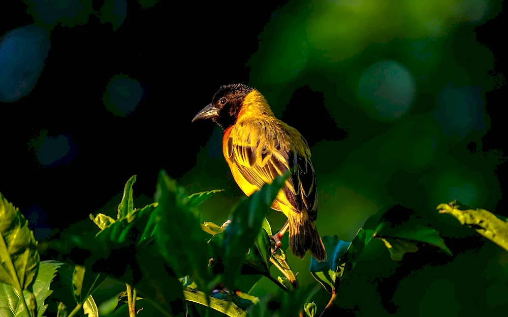 Yellow warbler