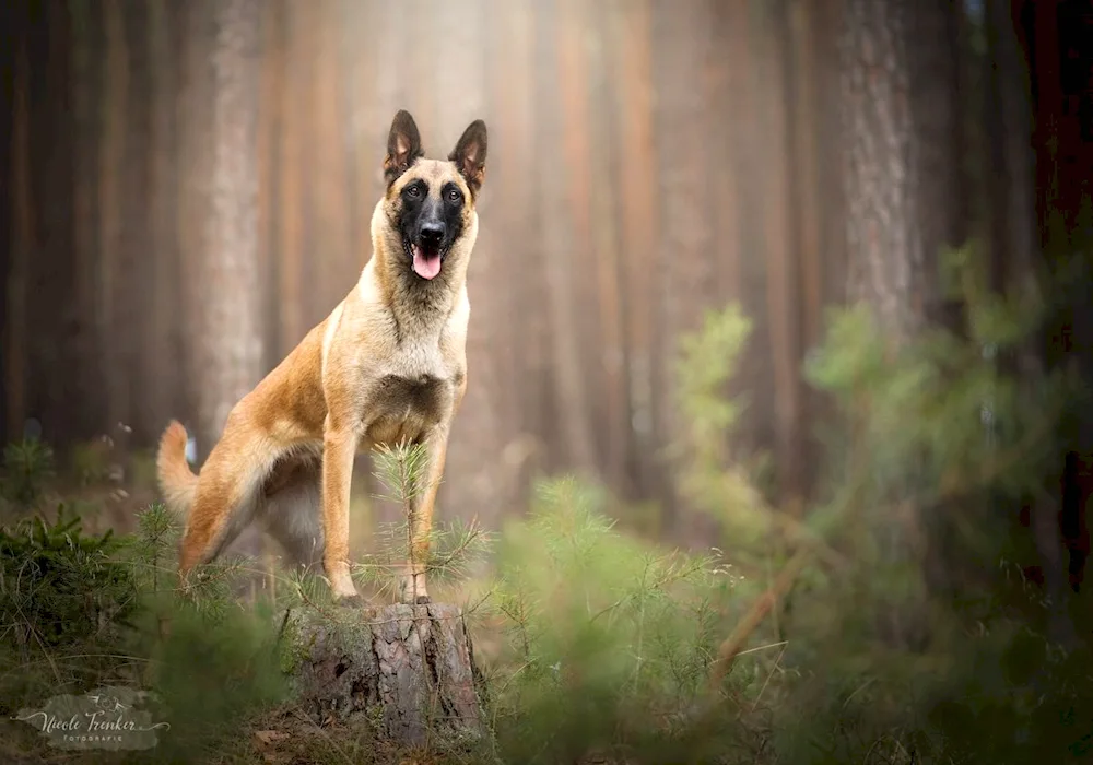 Belgian Shepherd Malinois