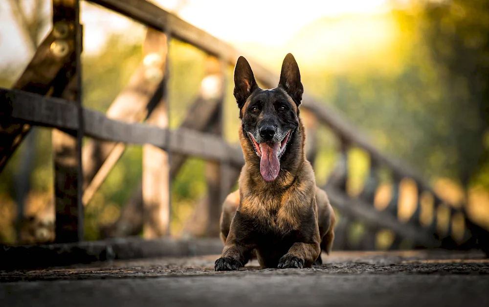 Malinois