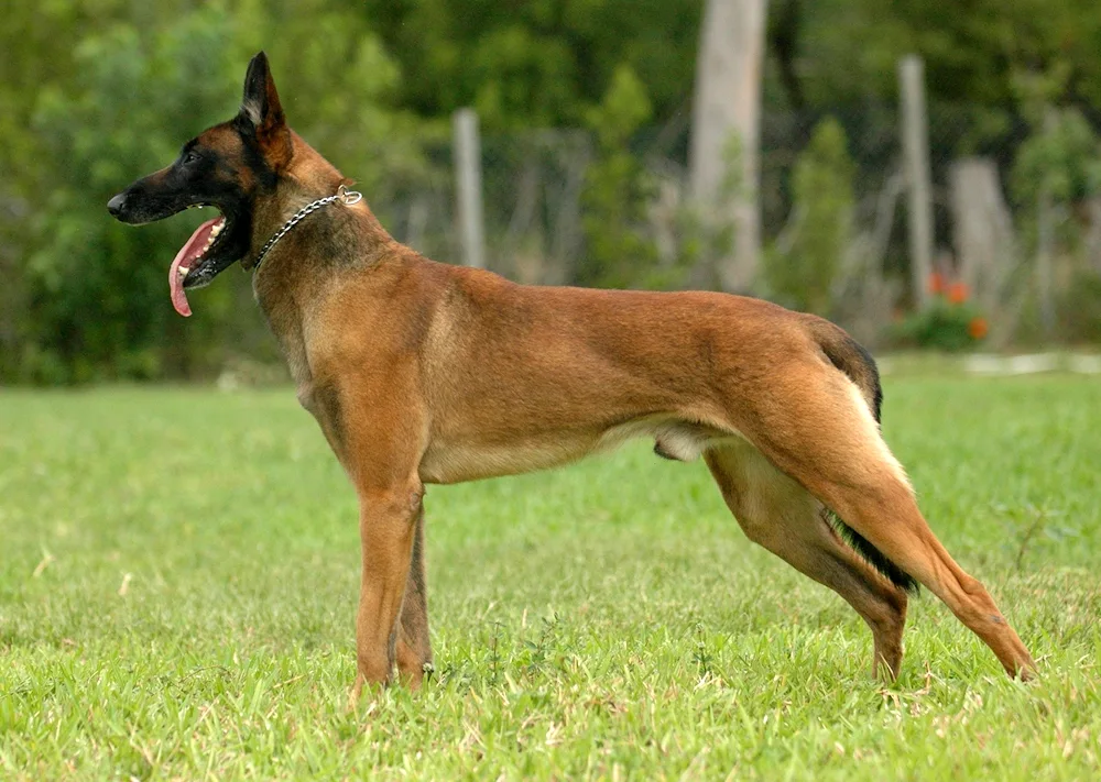 Malinois