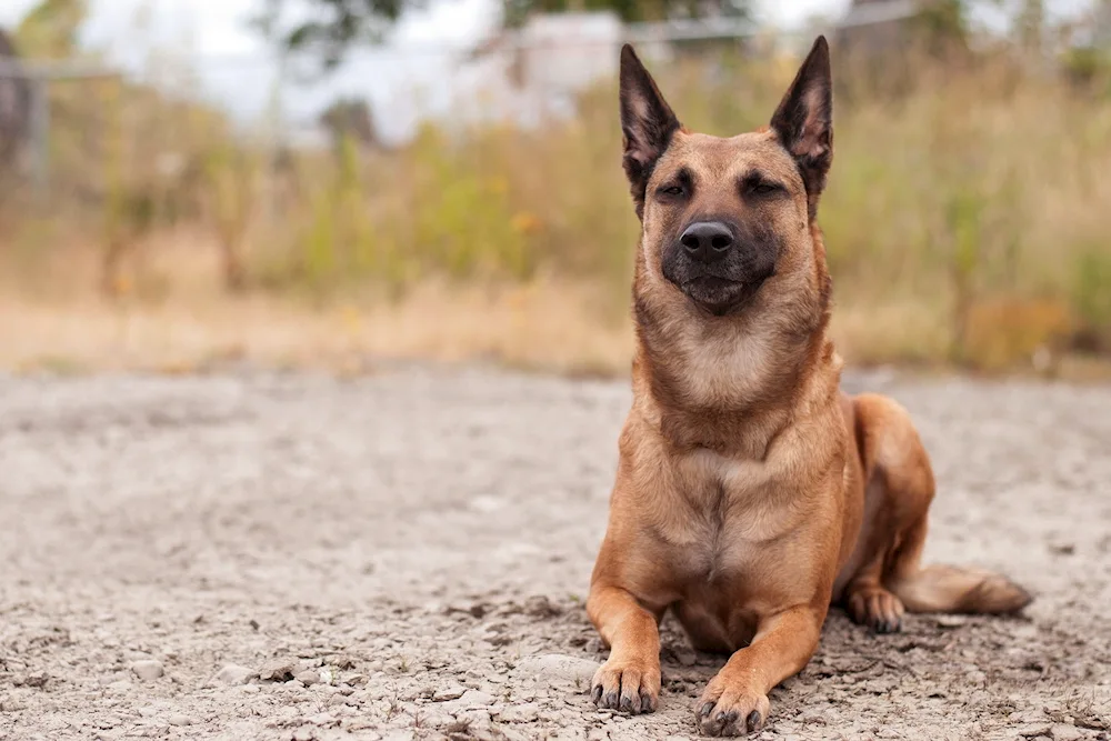 Dog Belgian Shepherd Dog Malinois