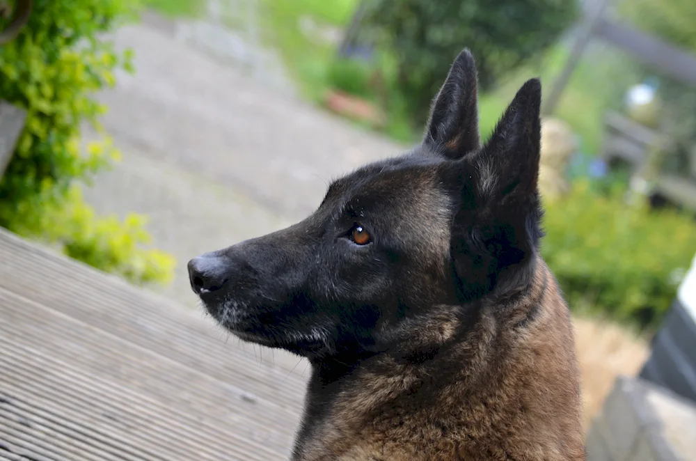 Belgian Shepherd Dog Malinois