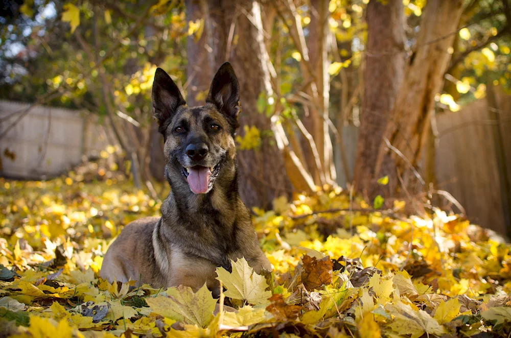 Belgian Shepherd Malinois