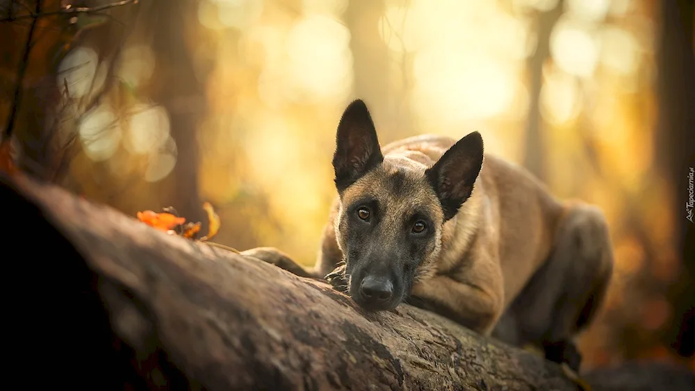 Belgian Malinois