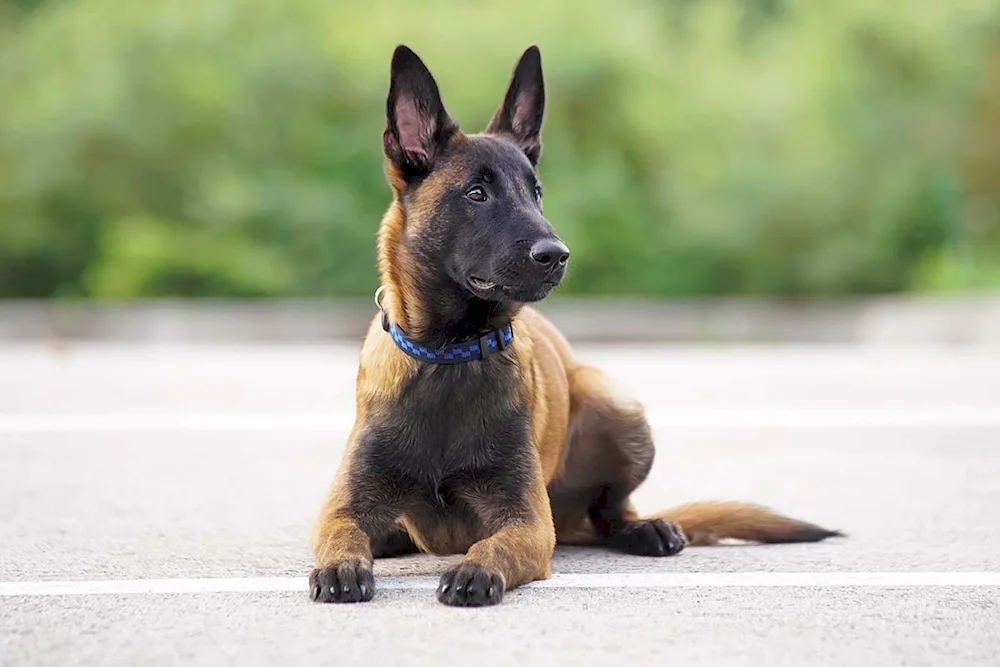 Malinois