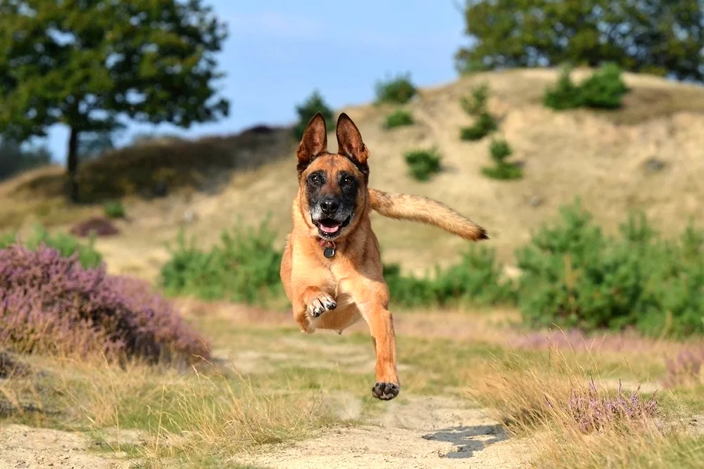 Malinois jumping