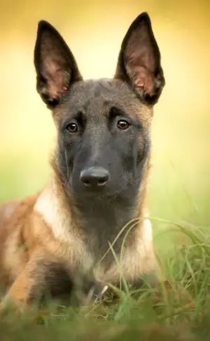 Malinois