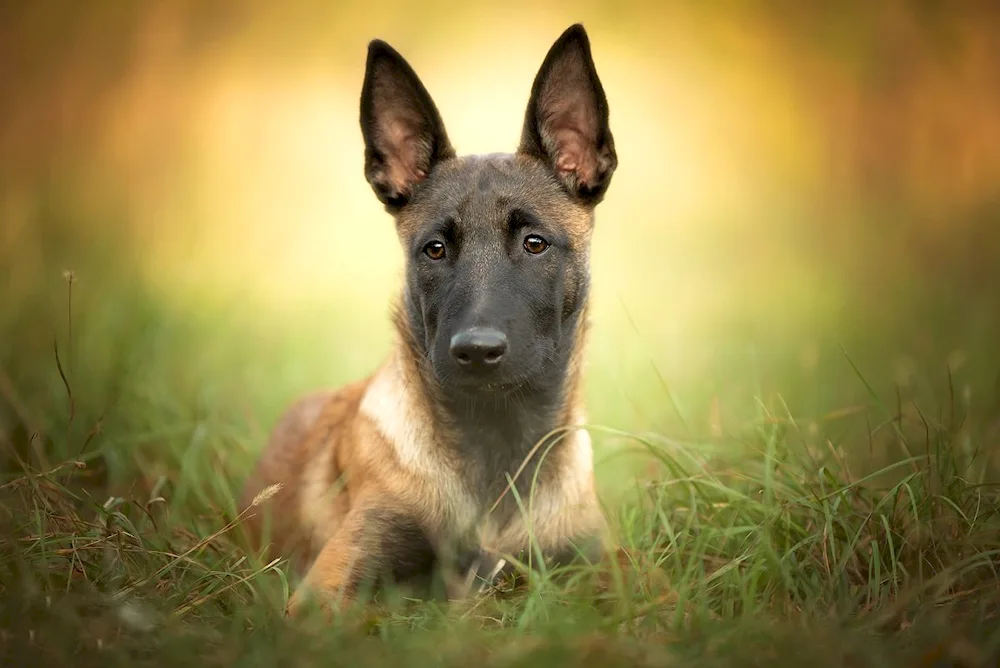 Malinois