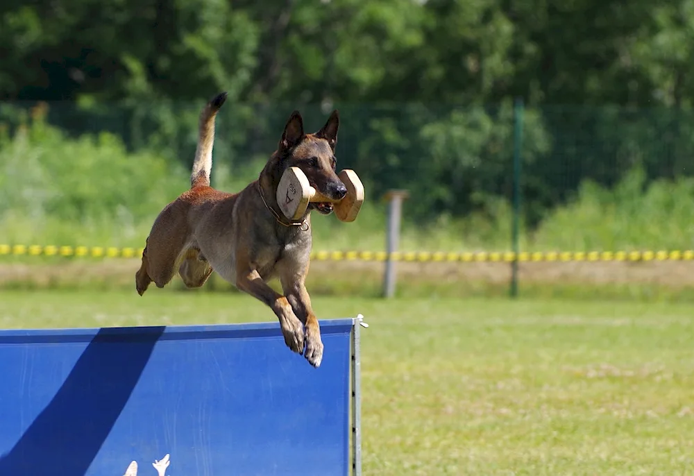 Dog running