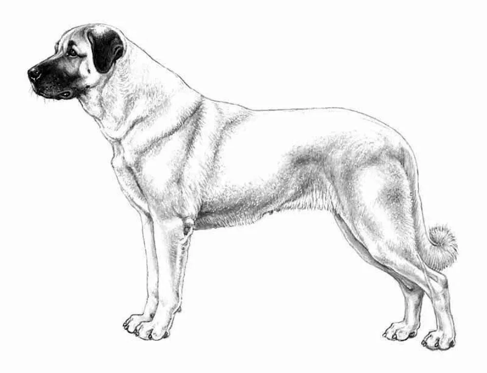 German shepherd dog Canva