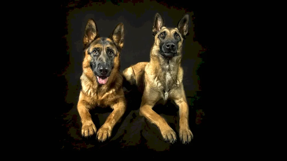 Malinois and German shepherd
