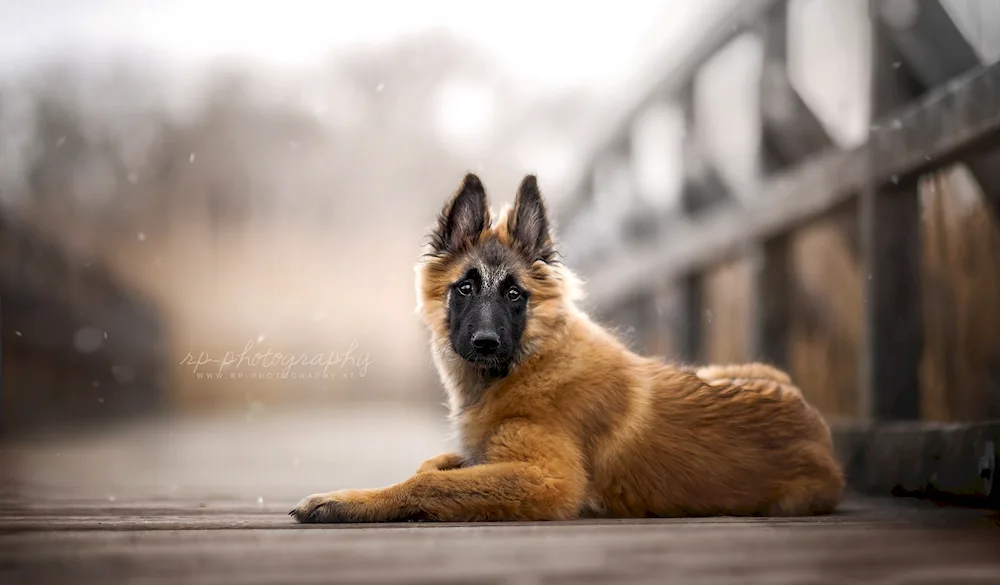 Bavarian Shepherd