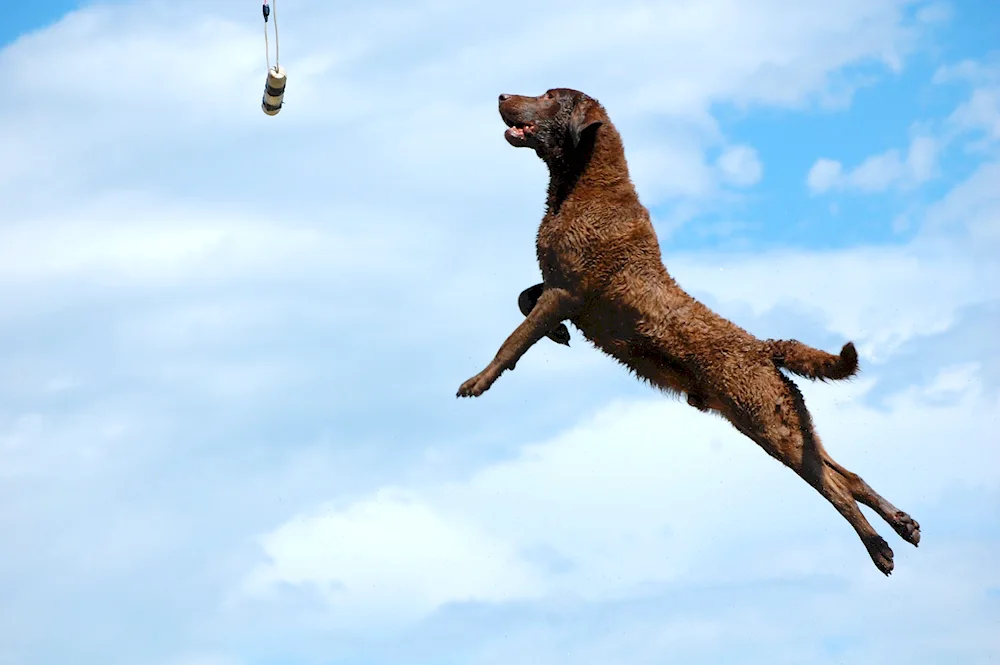 Malinois jumping