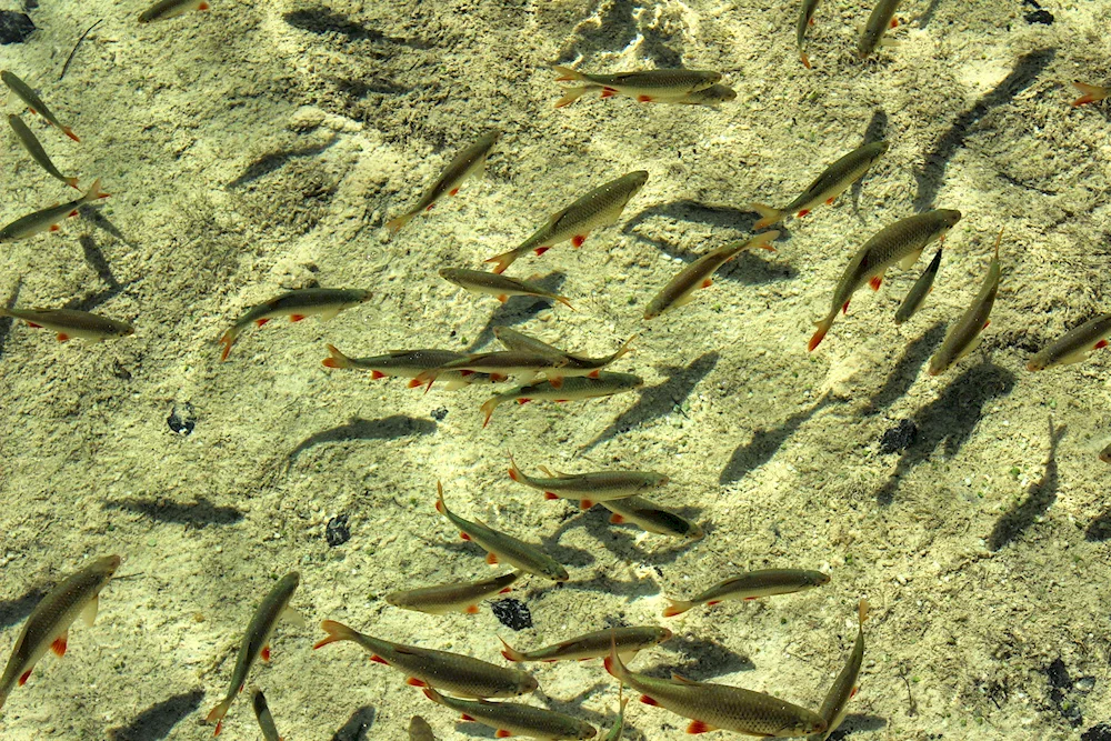 Caspian salmon minnows