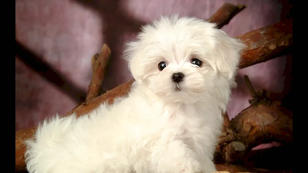 Maltese and Maltipoo