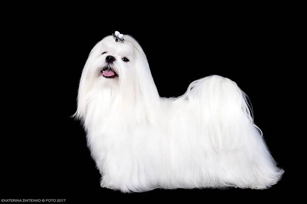 Maltese bobonka black