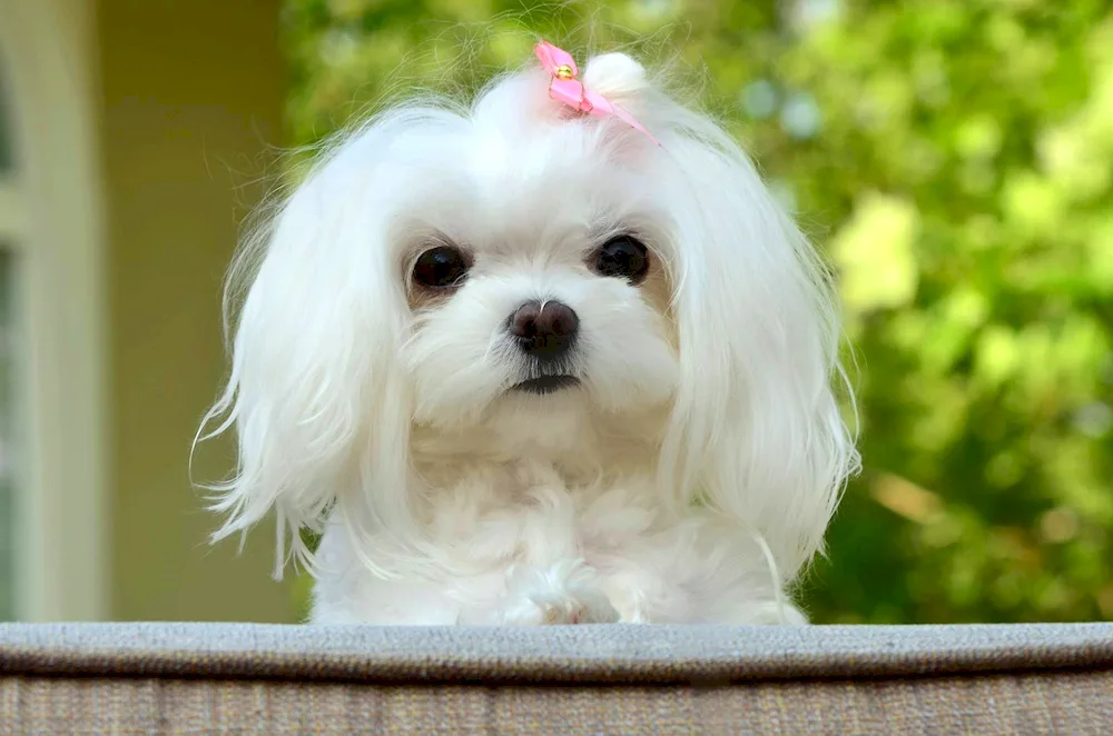 Dog Maltese Bichon