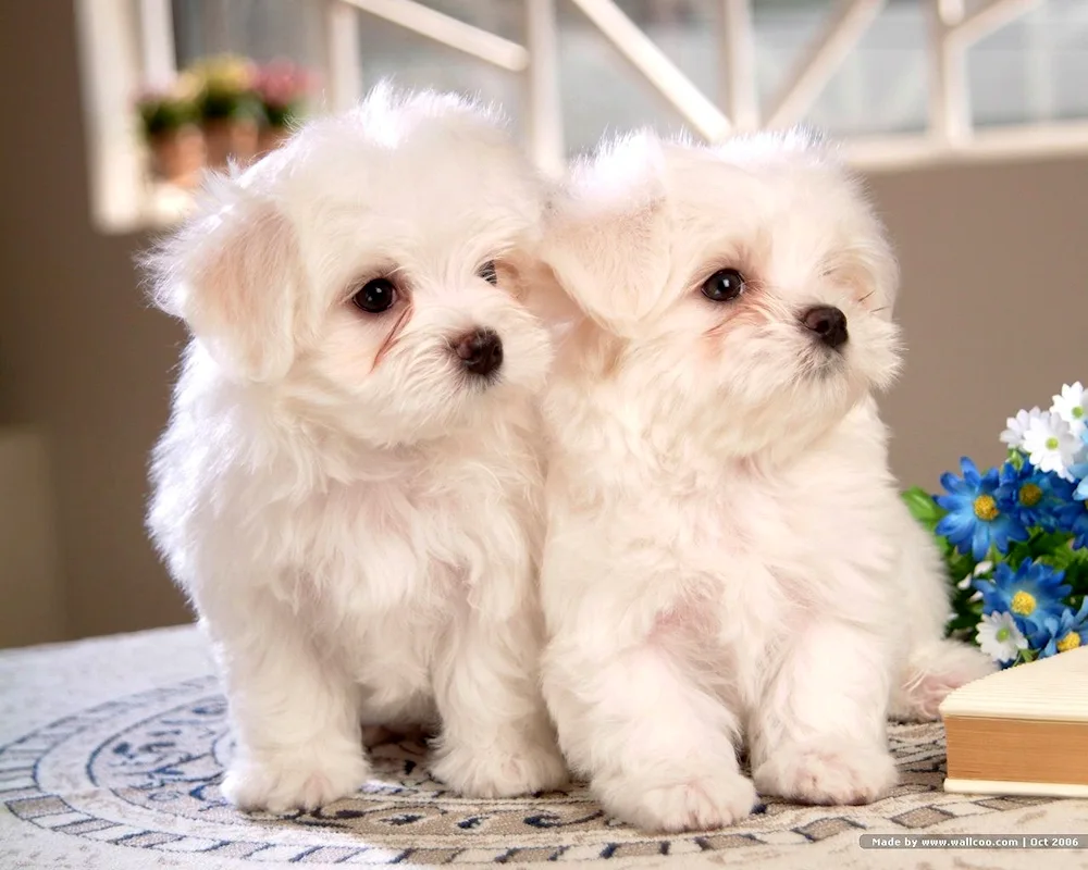 Maltese Bichon