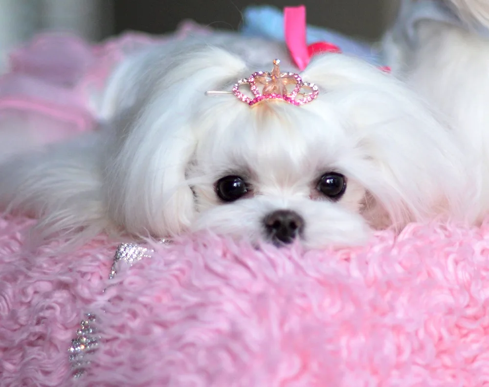 Maltese Bolognese Bichon Frieze