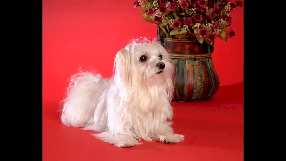 Maltese maltese maltese maltese maltese maltese maltese maltese maltese maltese maltese maltese maltese maltese maltese maltese maltese maltese maltese maltese maltese maltese maltese maltese maltese dog Maltese CalfMaltese CalfMaltese CalfMaltese CalfMaltese CalfMaltese CalfMaltese CalfMaltese CalfMaltese CalfMaltese CalfMaltese CalfMaltese CalfMaltese CalfMaltese CalfMaltese CalfMaltese CalfMaltese CalfMaltese CalfMaltese CalfMaltese CalfMaltese CalfMaltese CalfMaltese CalfMaltese CalfMaltese Calf Maltese Bichon