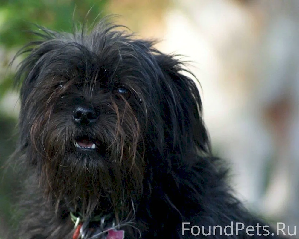 Maltese Bologna maltipoo black