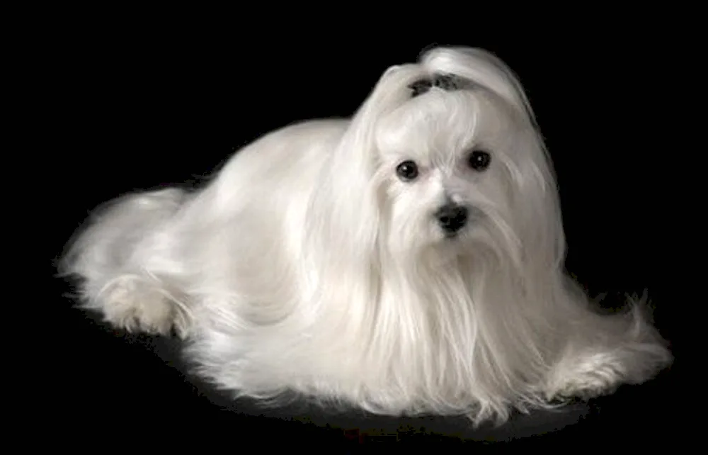 Maltese Maltese bobonka black