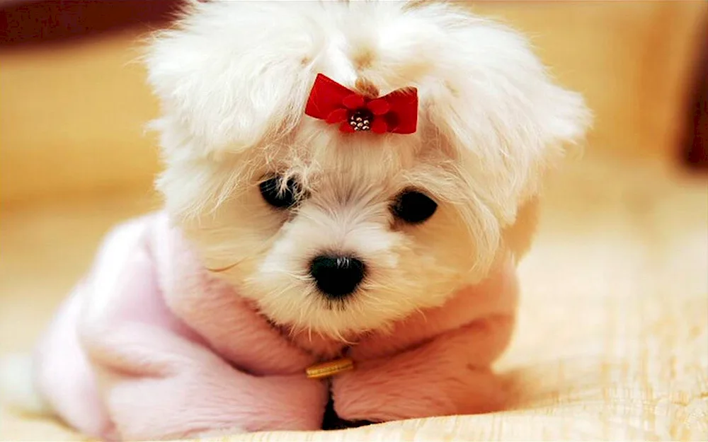 Maltese Bologna Hart