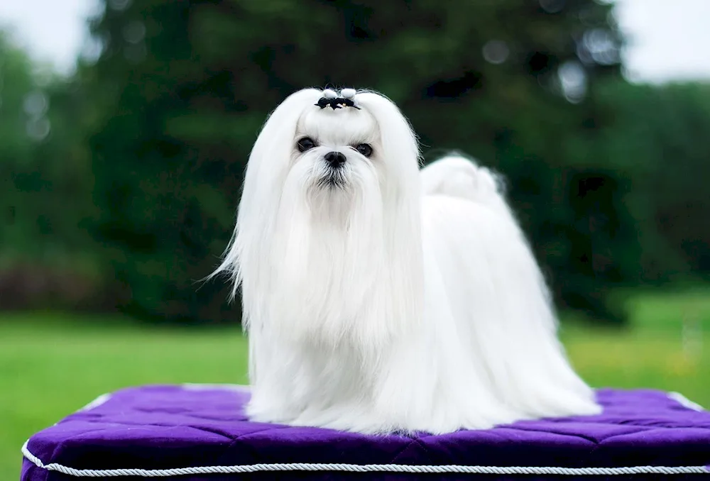 Maltese Bichon long-haired dogMaltese Bichon