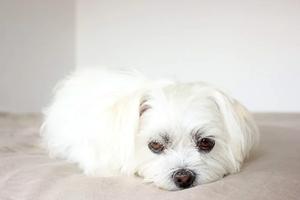 Japanese Dwarf Spitz