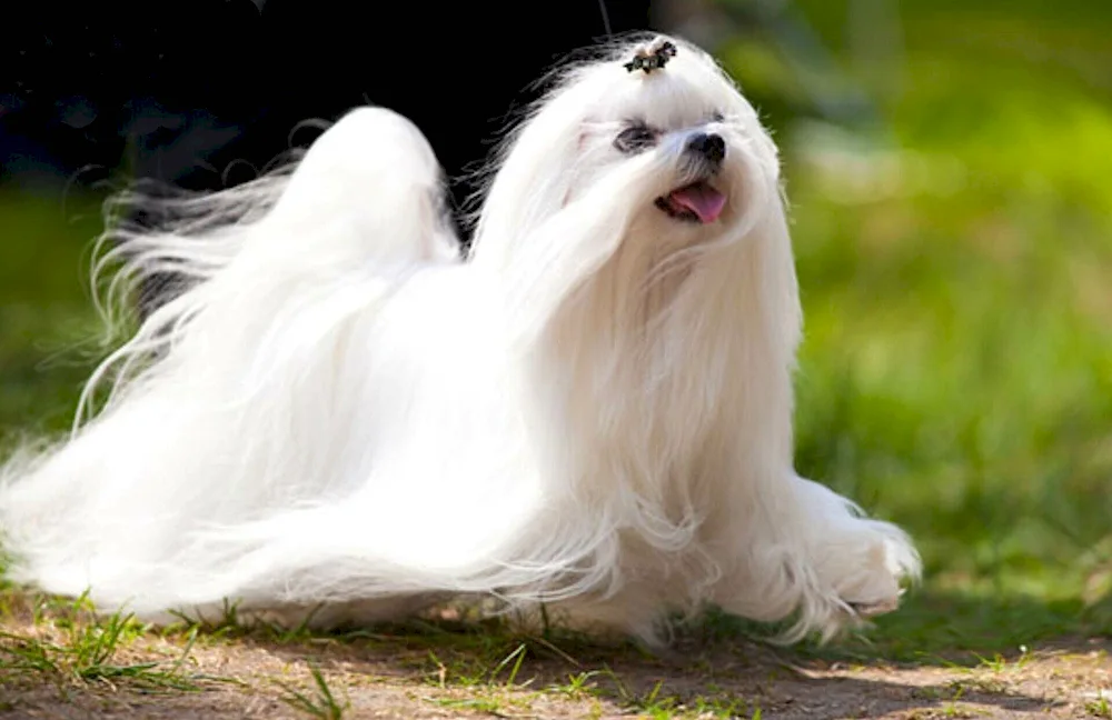 West Highland White Terrier and Maltese Bologna