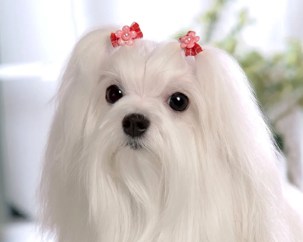 Maltese Bichon