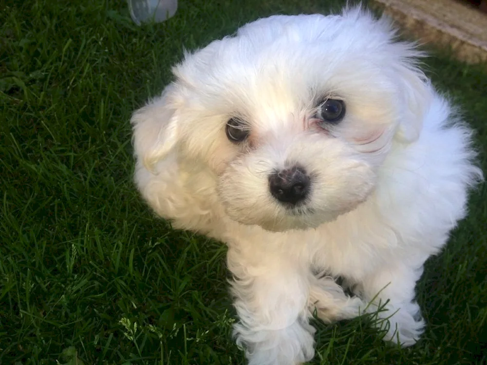 Maltese Bologna Maltipoo