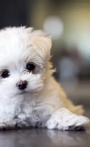 Maltese Bolognese Maltipoo