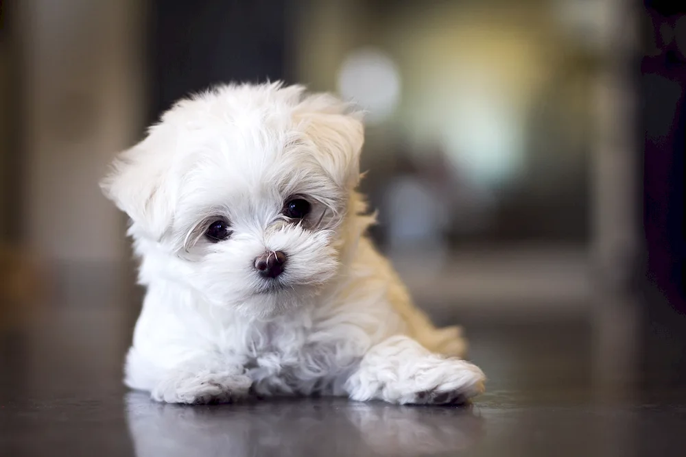 Maltese Bolognese Maltipoo