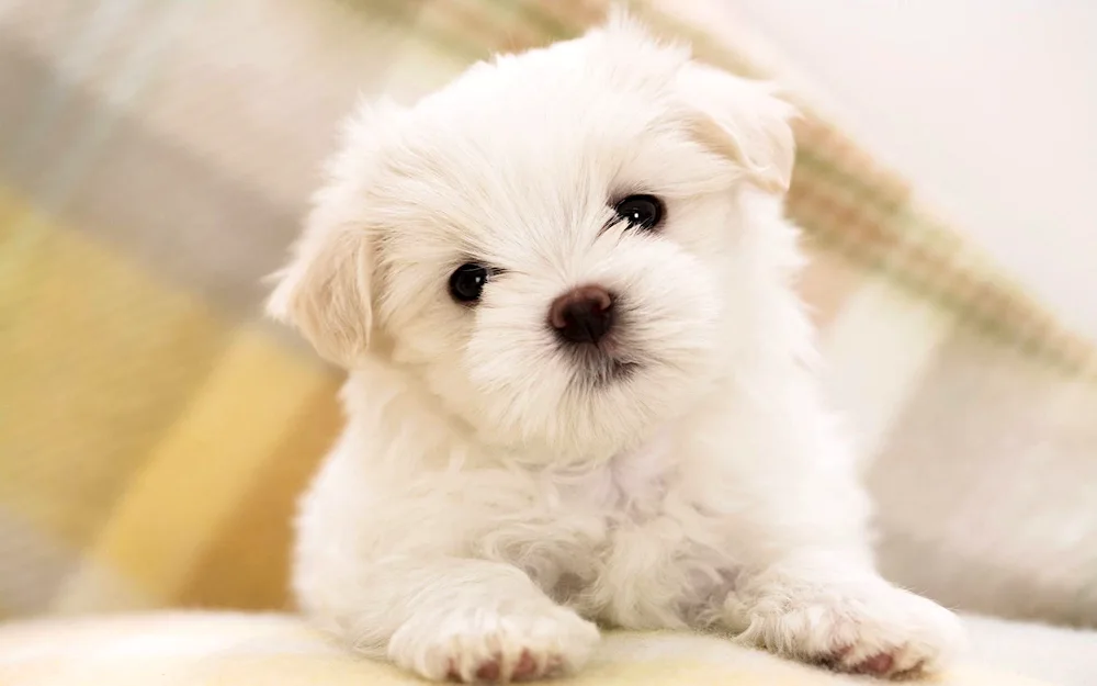 Malty puppy