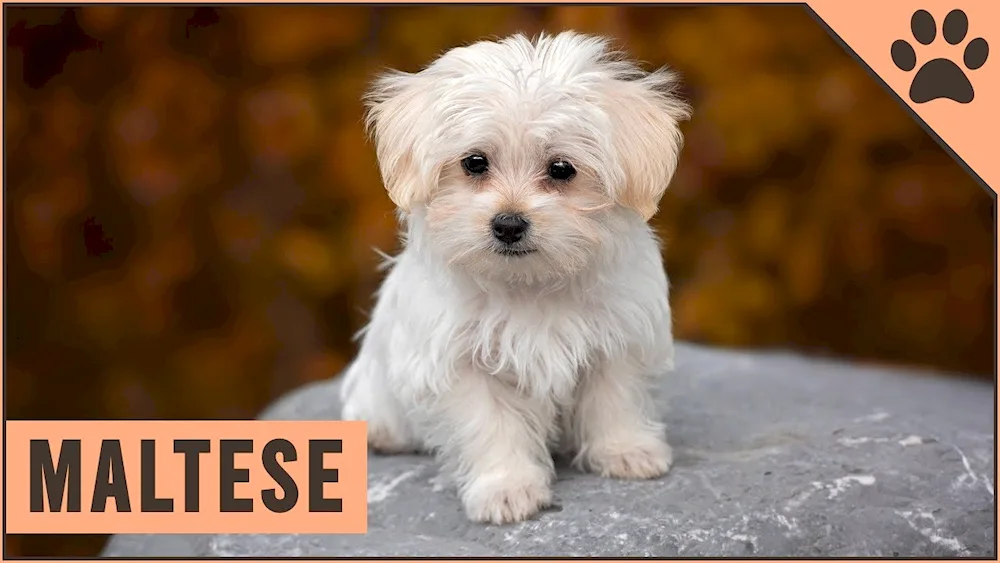 Dog Maltese Bichon